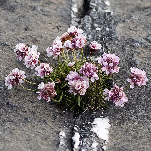 Tones of Island Sea Pink Inspiring Gifts of Feminine Beauty