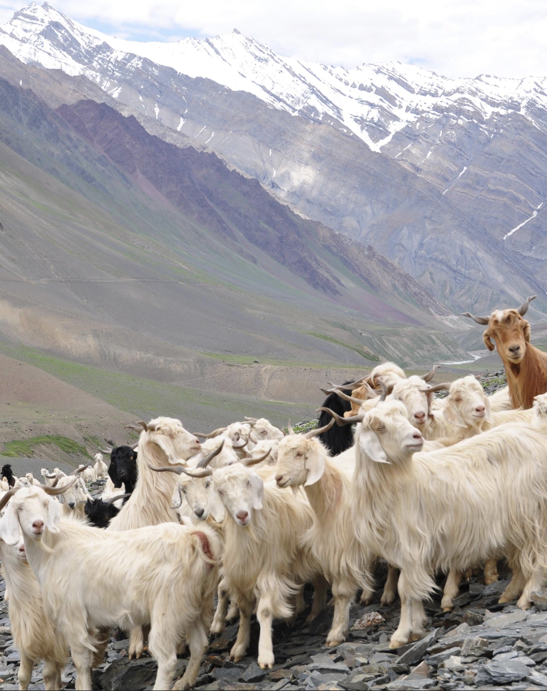 Specialist Yarn Partner Visit: