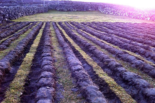 An T-Earrach Thiar, Niamhrach An Radharc